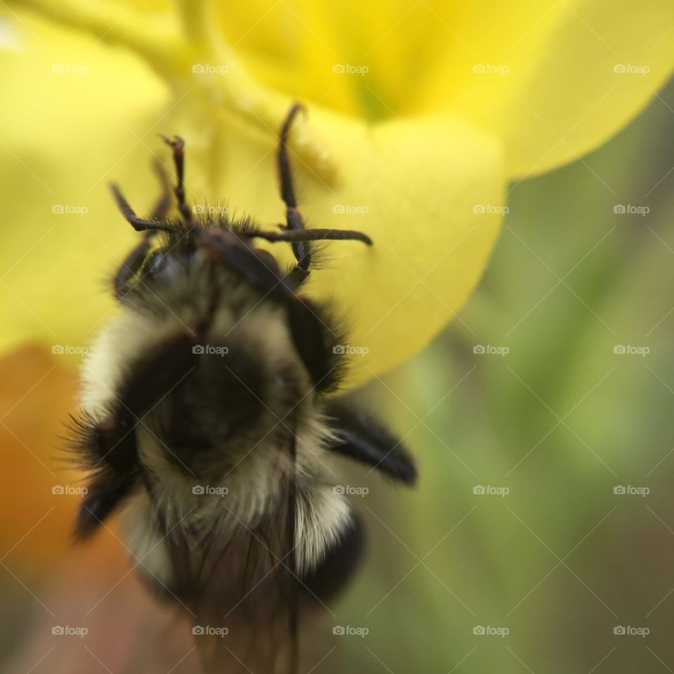 Like me, this bee clings to the last days of summer as the cold fall temps roll in. 