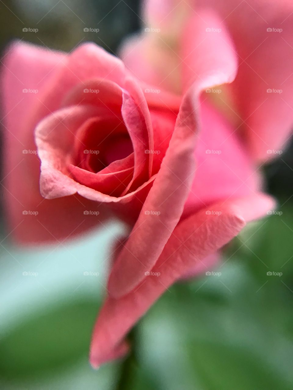 Rose Bud