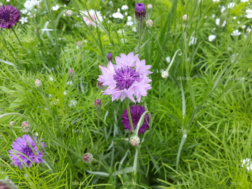 wild purples in the countryside