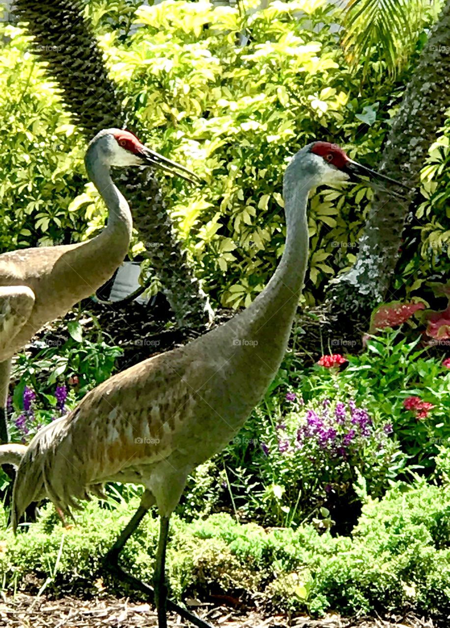 Two Blue heron 