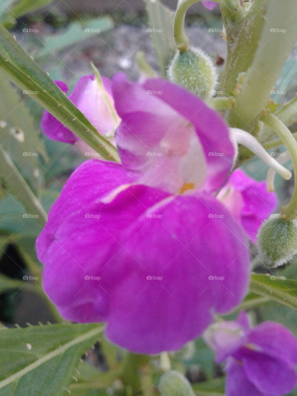 pinky flower