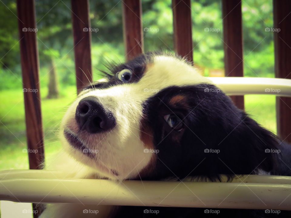 Dog resting on a porch chair.