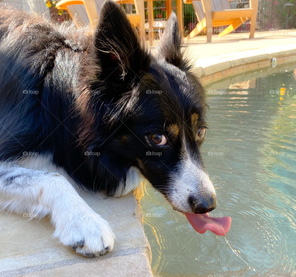 Thirsty border collie dog drinking from a swimming pool 