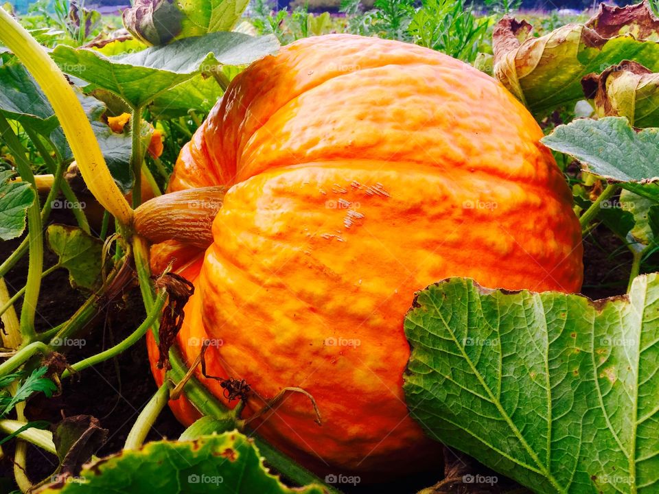 Pumpkin growing on field