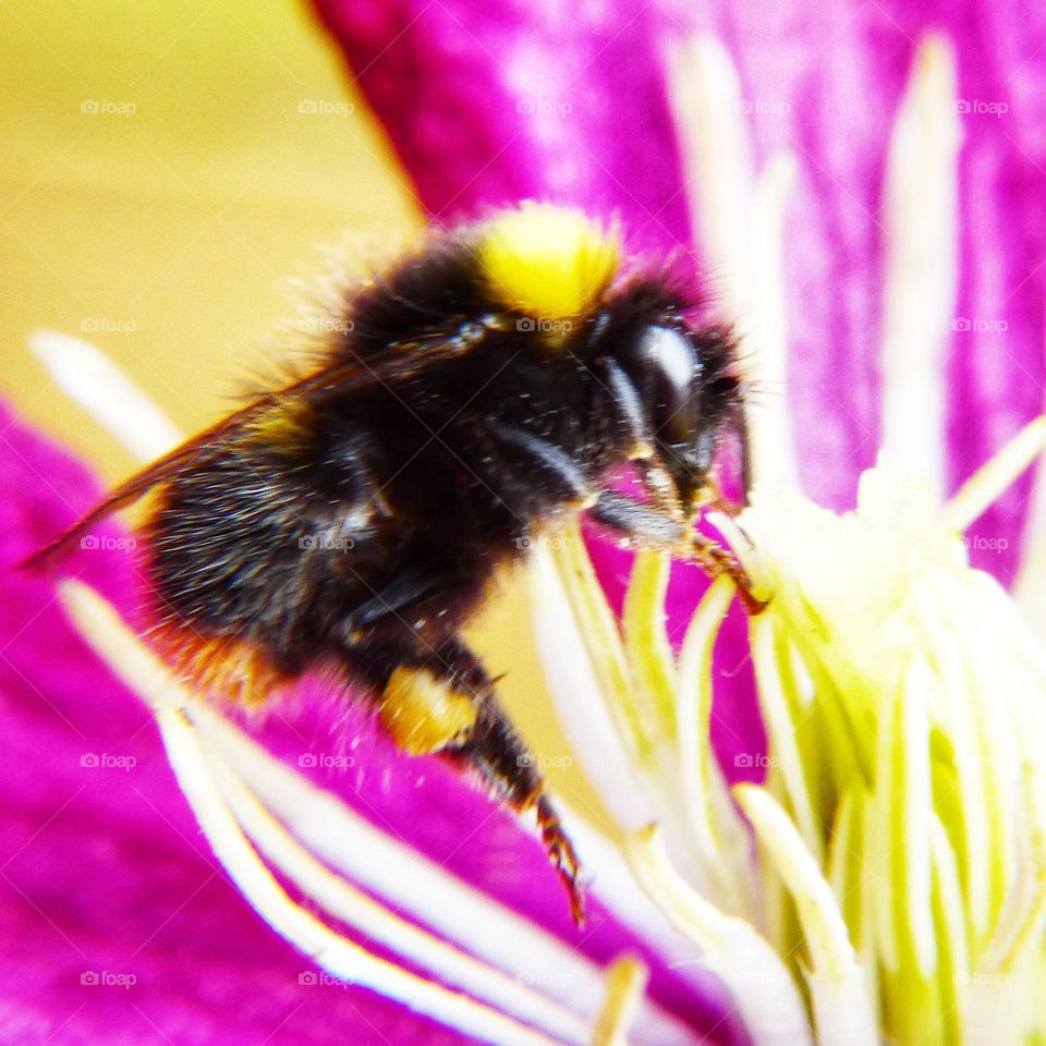 Macro bumblebee
