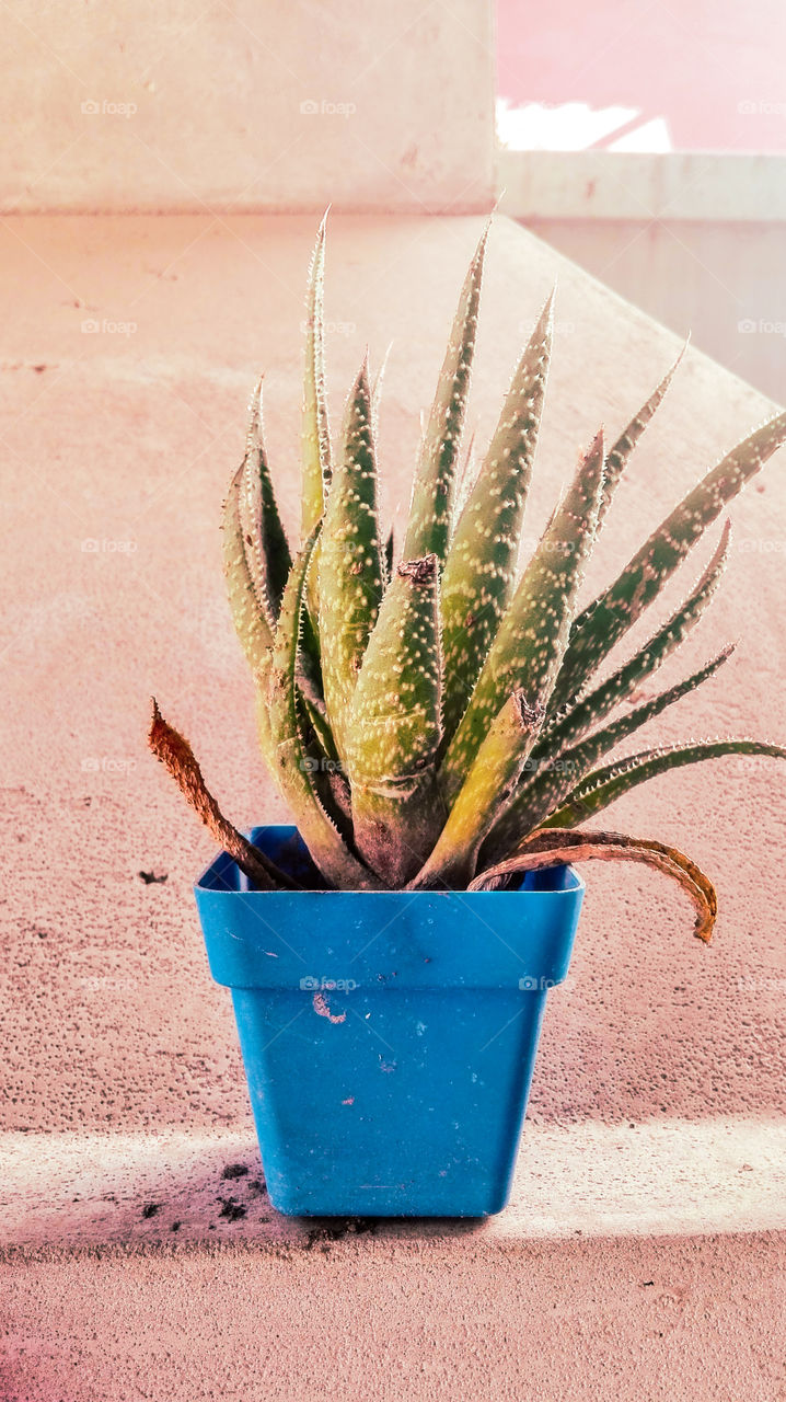 Aloe
