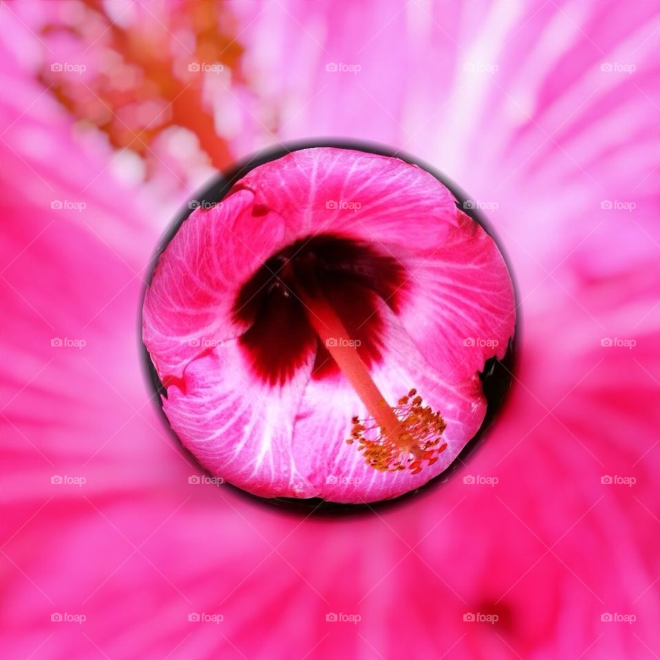 Pink Hibiscus Marble