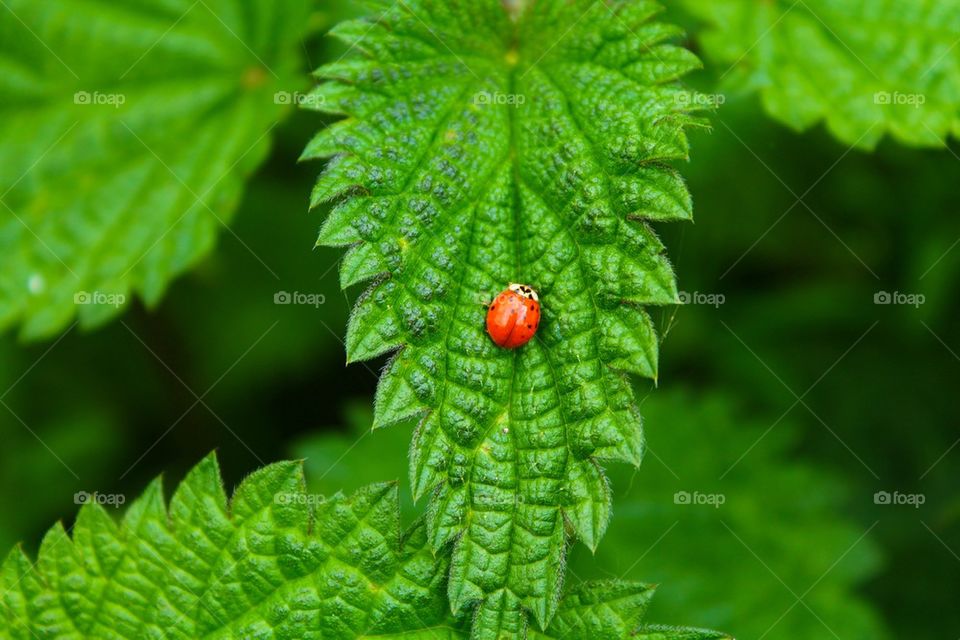 Lady bug on a stinging nettle