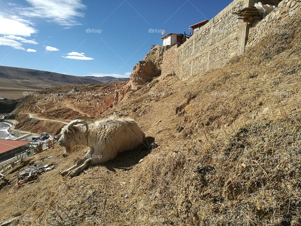 Yaqing Tibetan Buddhist Monastery for Nuns

Buddhism School and Monastery in Ganzi, Sichuan Province, China