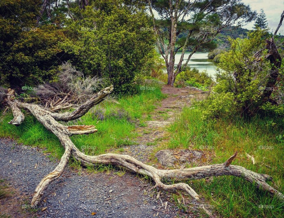 Fallen Tree at Haruru Falls. Fallen tree on Haruru Falls Trail