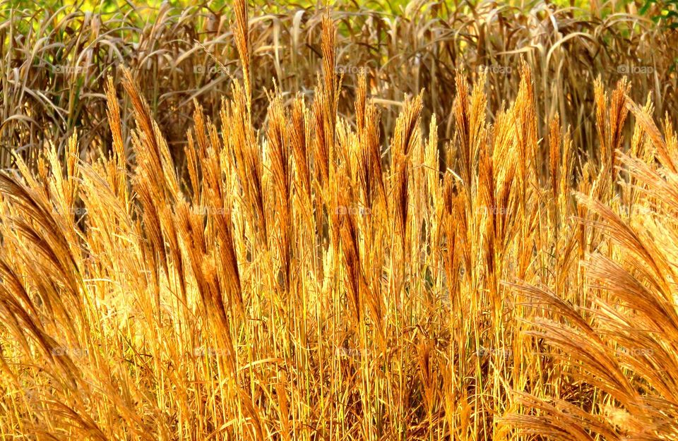 golden vegetation