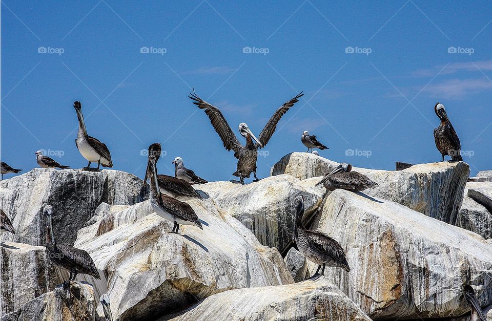 Pelicans resting on the Dana Point Beach harbor - CA