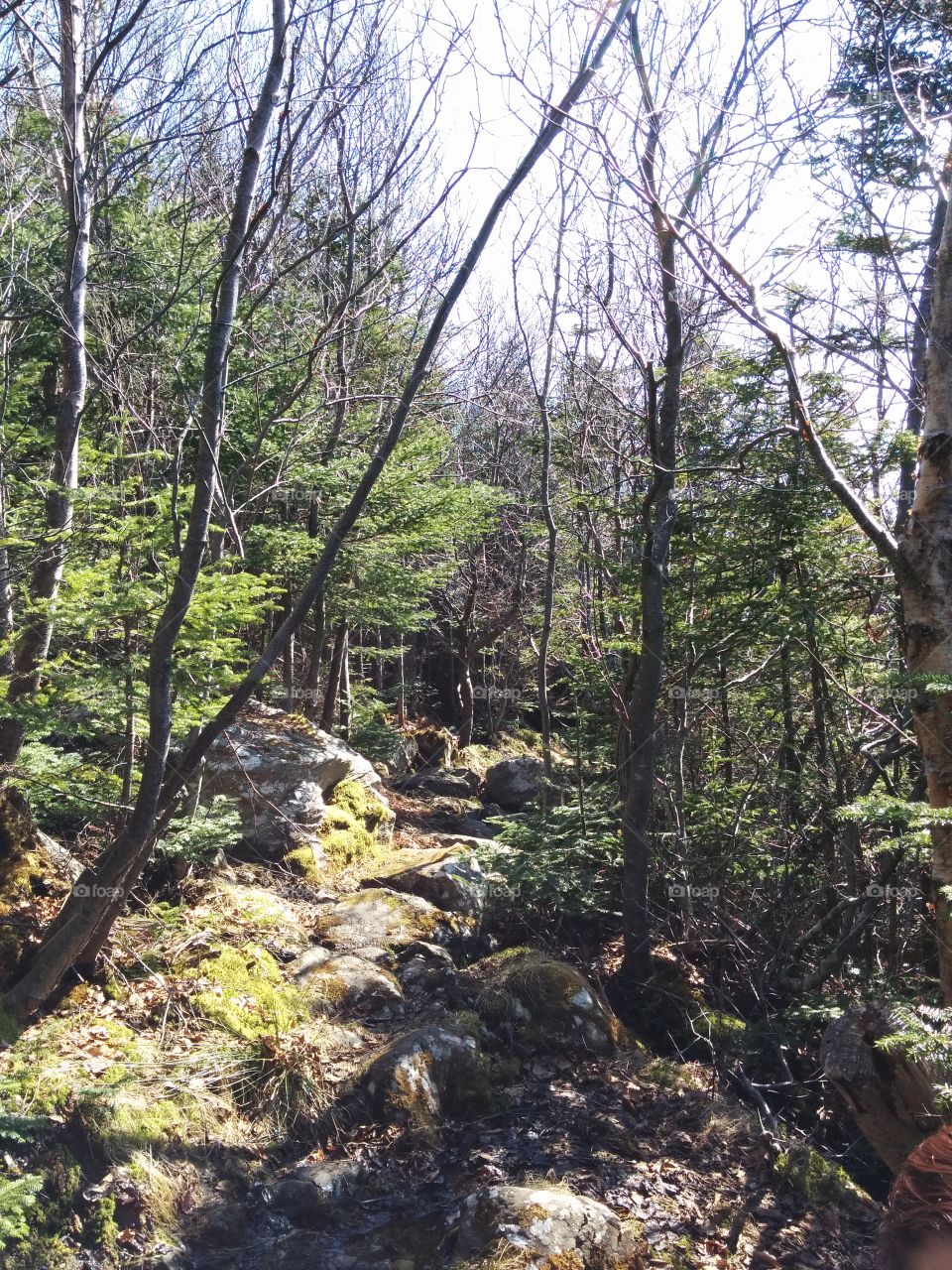 Forest Path. A forest path