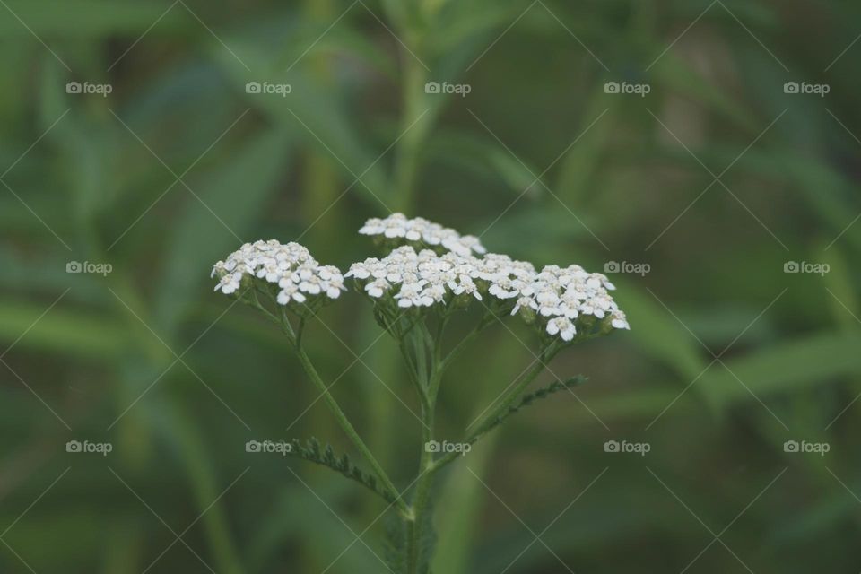 Achillea millefolium