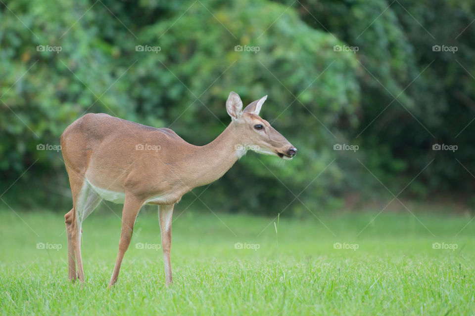 Deer walikng in residential area