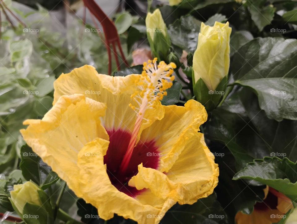 A flor de Hibisco possui vários benefícios para a saúde, como controlar a pressão arterial, regular o intestino e combater o envelhecimento precoce