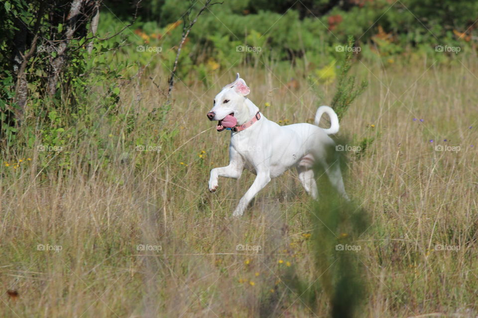 pure happiness,  running in a field offleash. dog days of summer