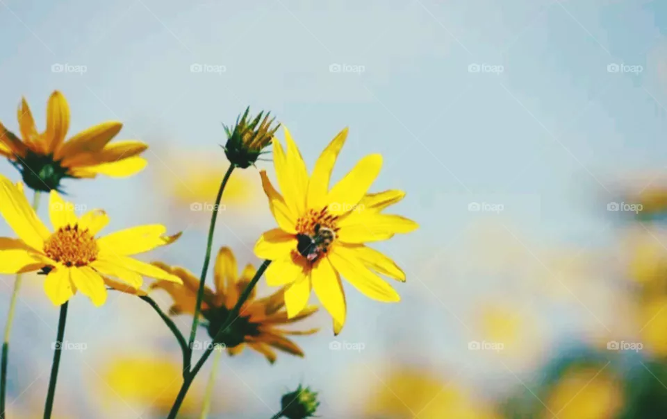 flowers