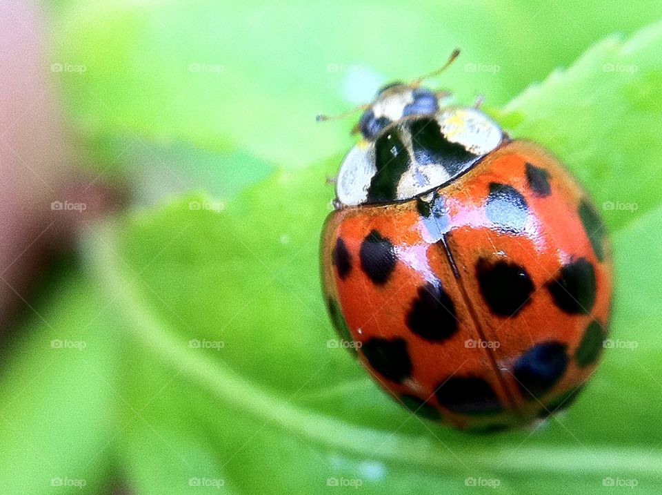 Close-up of beetle on leaf