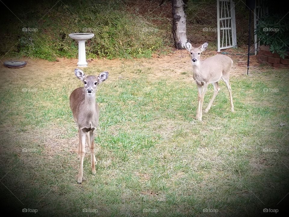 Two Cute fawns