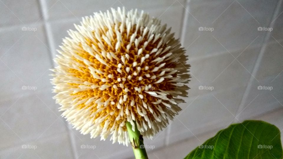 Round flower and single leaf  look nicely