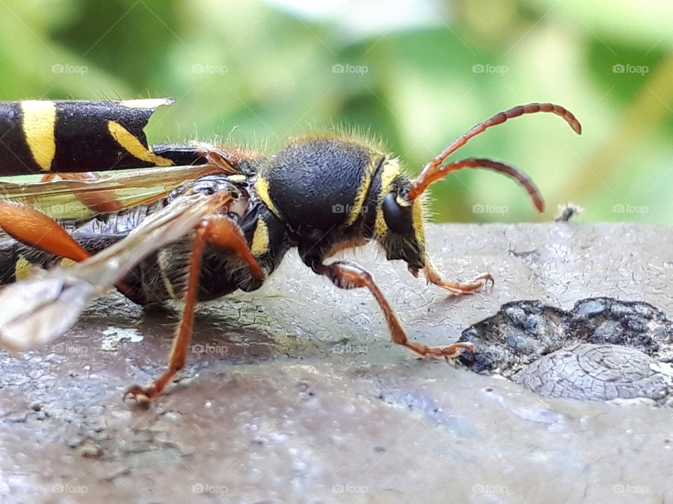 wounded wasp beetle