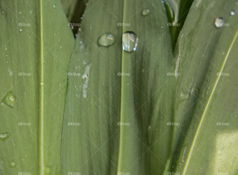 Bear garlic leafs with waterdrops 