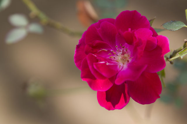 a beautiful red rose