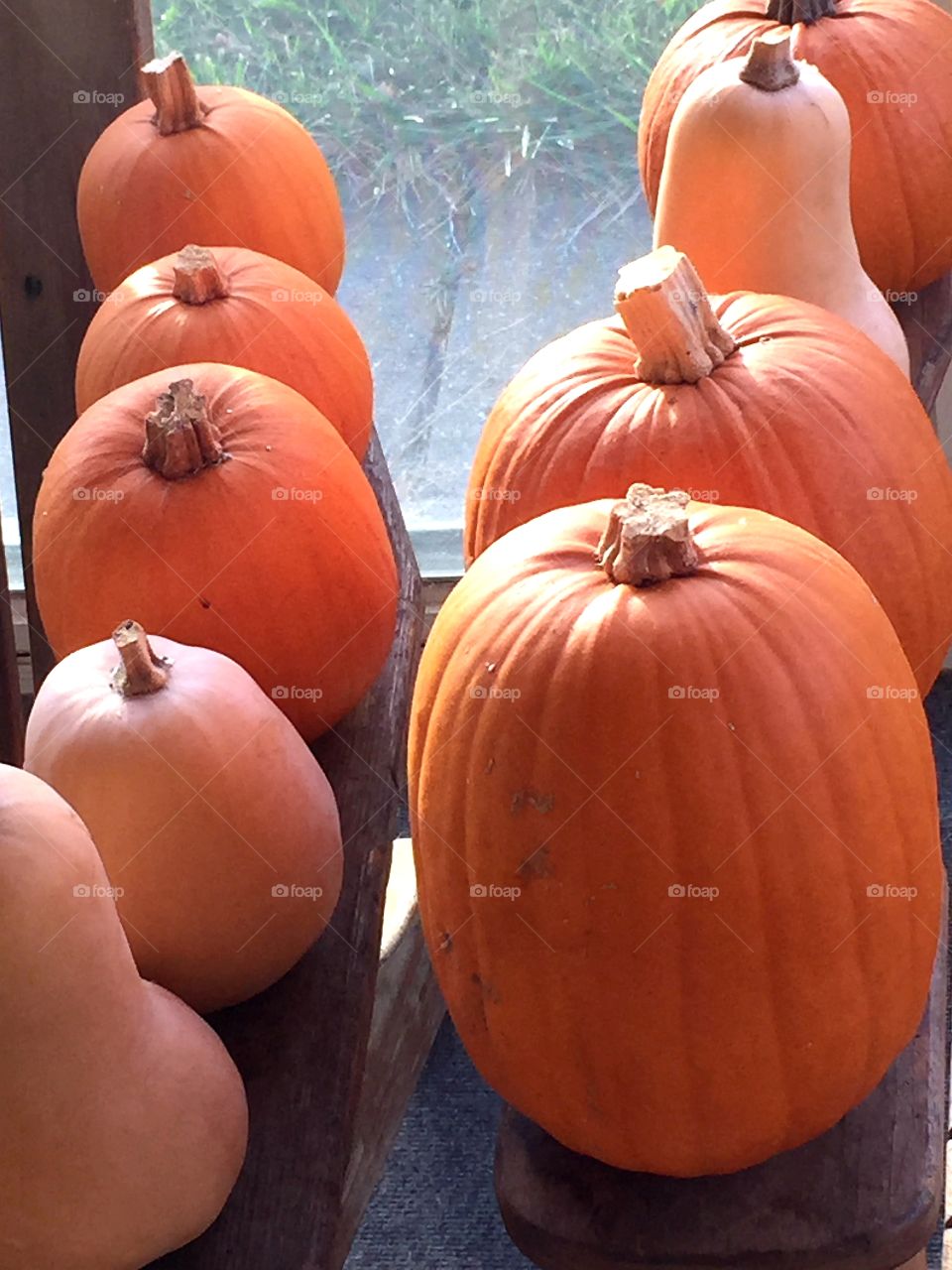 Pumpkins and squash, fresh-grown from the garden.