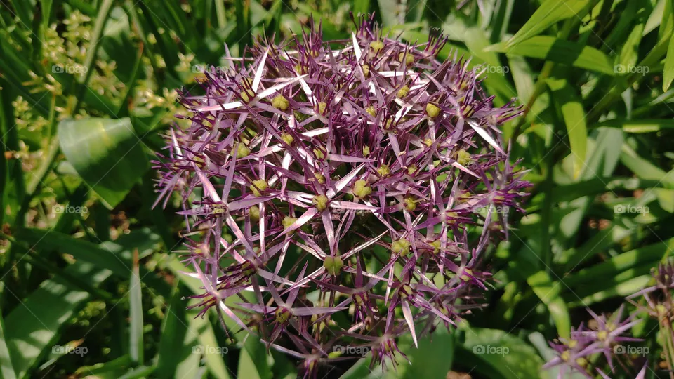 Allium cristophii