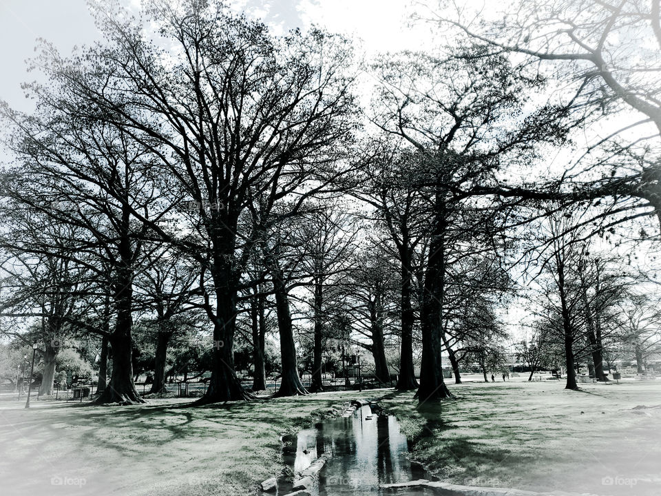 Black and white photo of a grove of mature trees at the second oldest city park in the USA with the original water aqueducts running through the grove of trees.