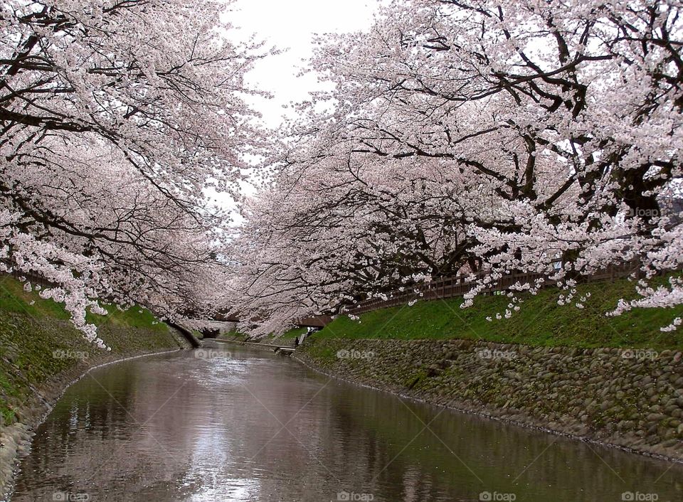 Sakura Toyama
