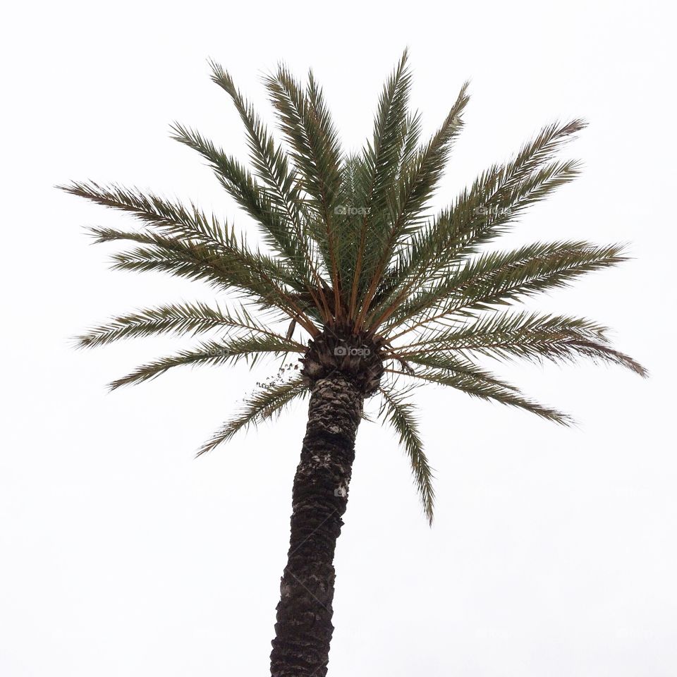 I took this photo in Spain last year, It's just a palm-tree but I think Palm-trees is beautiful and Where I live (In Sweden) you can't find any Palm-trees.