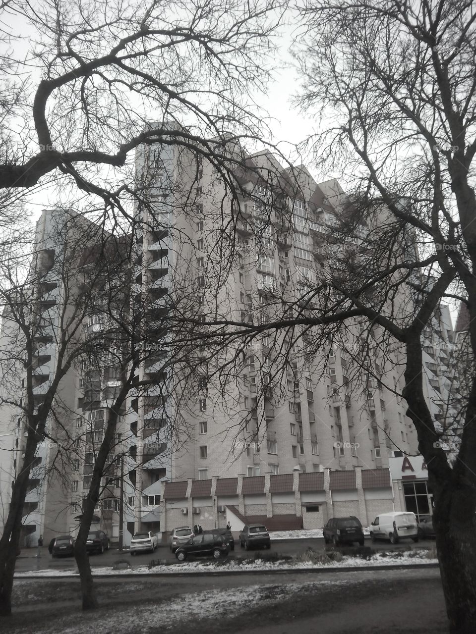 Tree, Winter, No Person, Street, Park