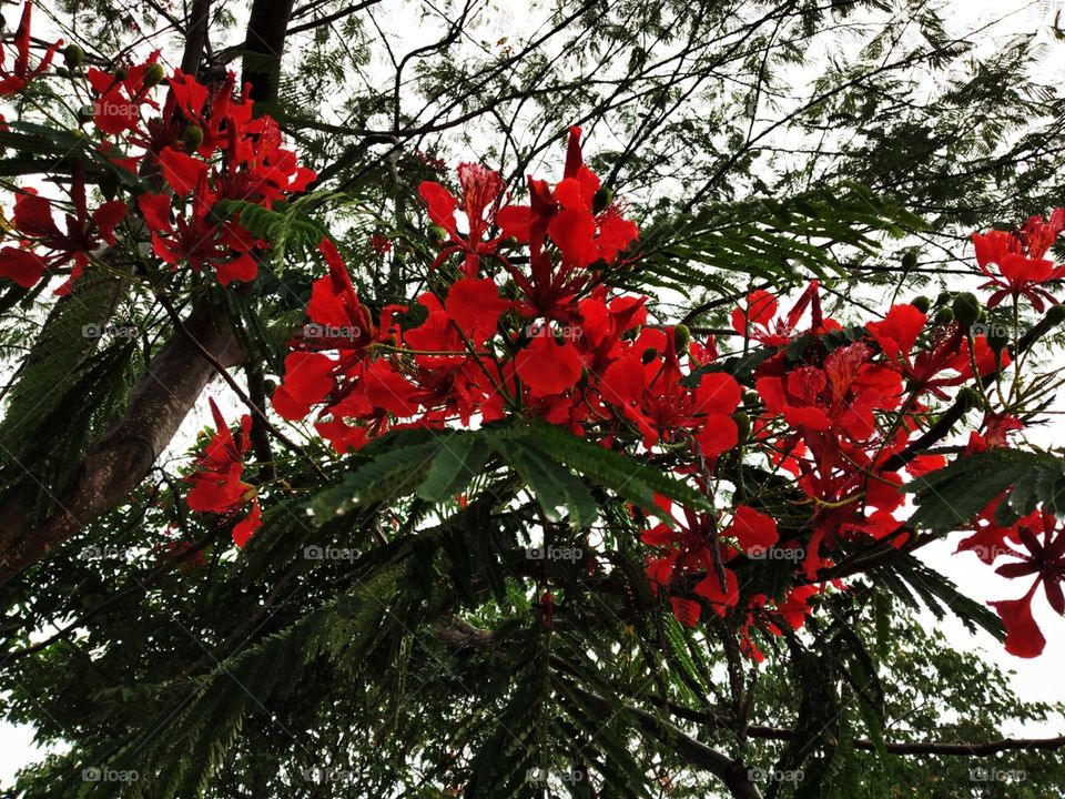 Flowers of Neer Mahal Tripura