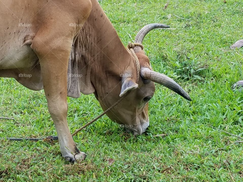 Cow feeding grass