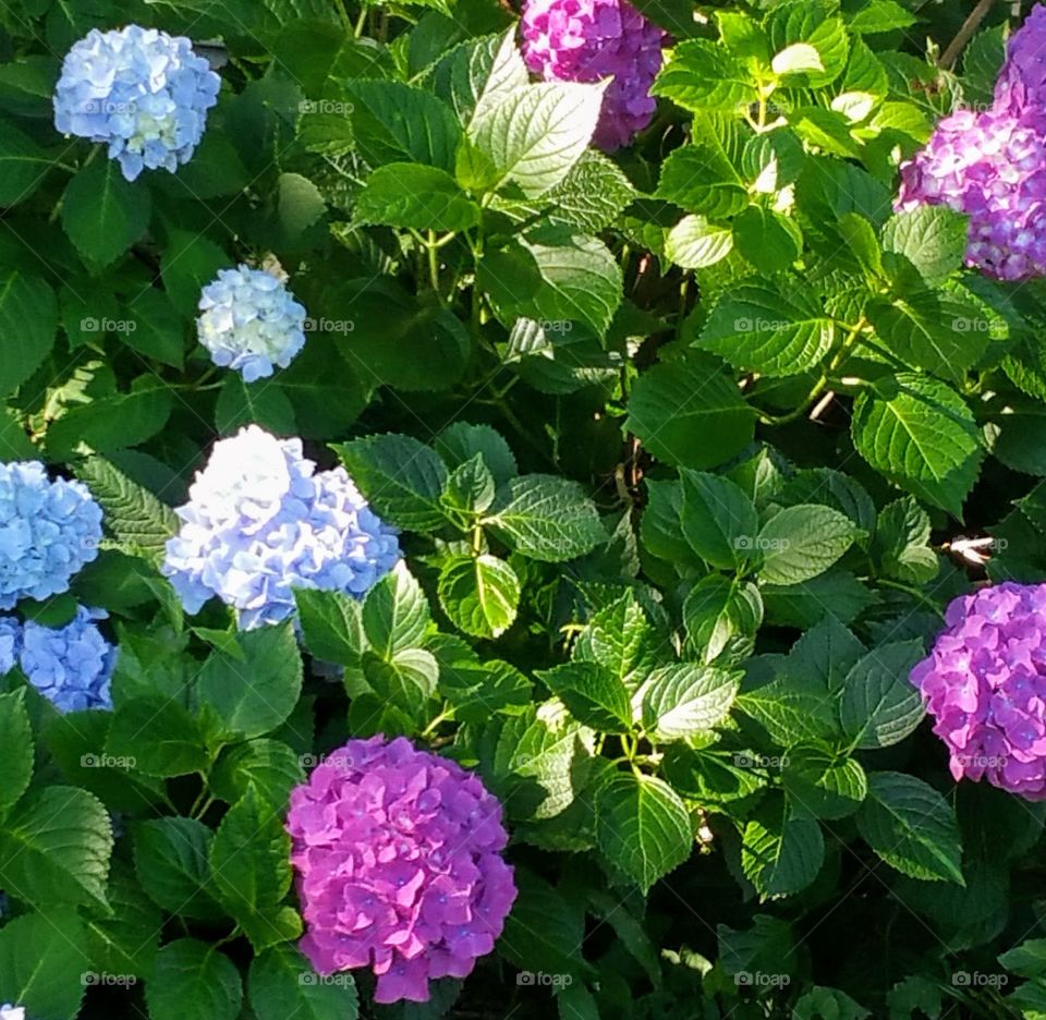 Purple and blue flower bush 