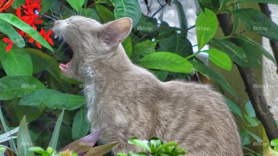 cute cat. tha cat is sleeping in garden tree