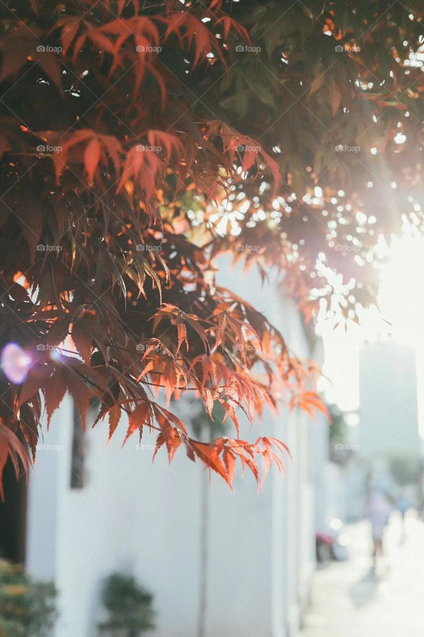 Nice Leaves and sunlights 🍁 🍃