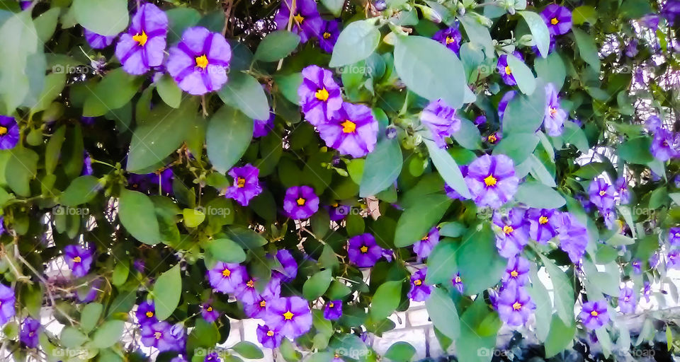 flowers nature purple leaves sunny bright pretty green