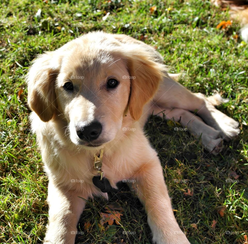 Golden retriever in park