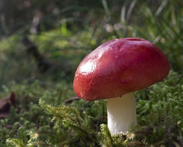 mushroom