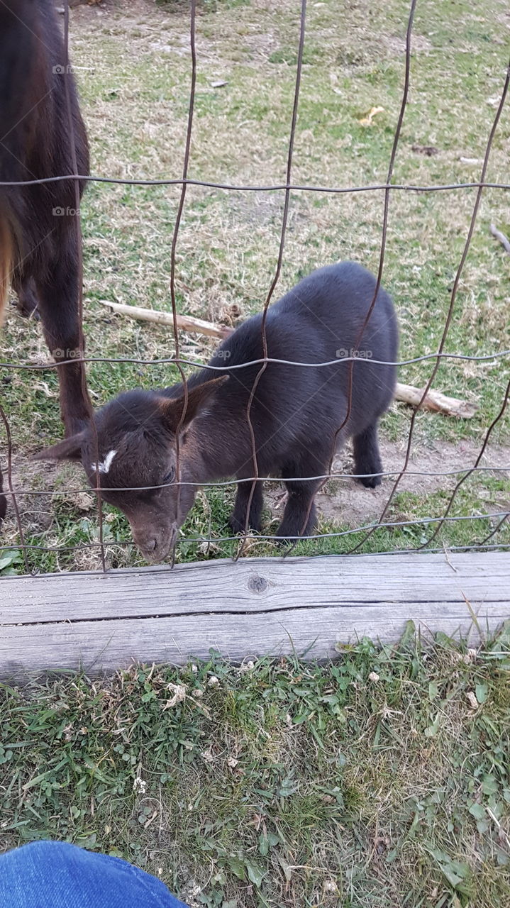 Baby goat