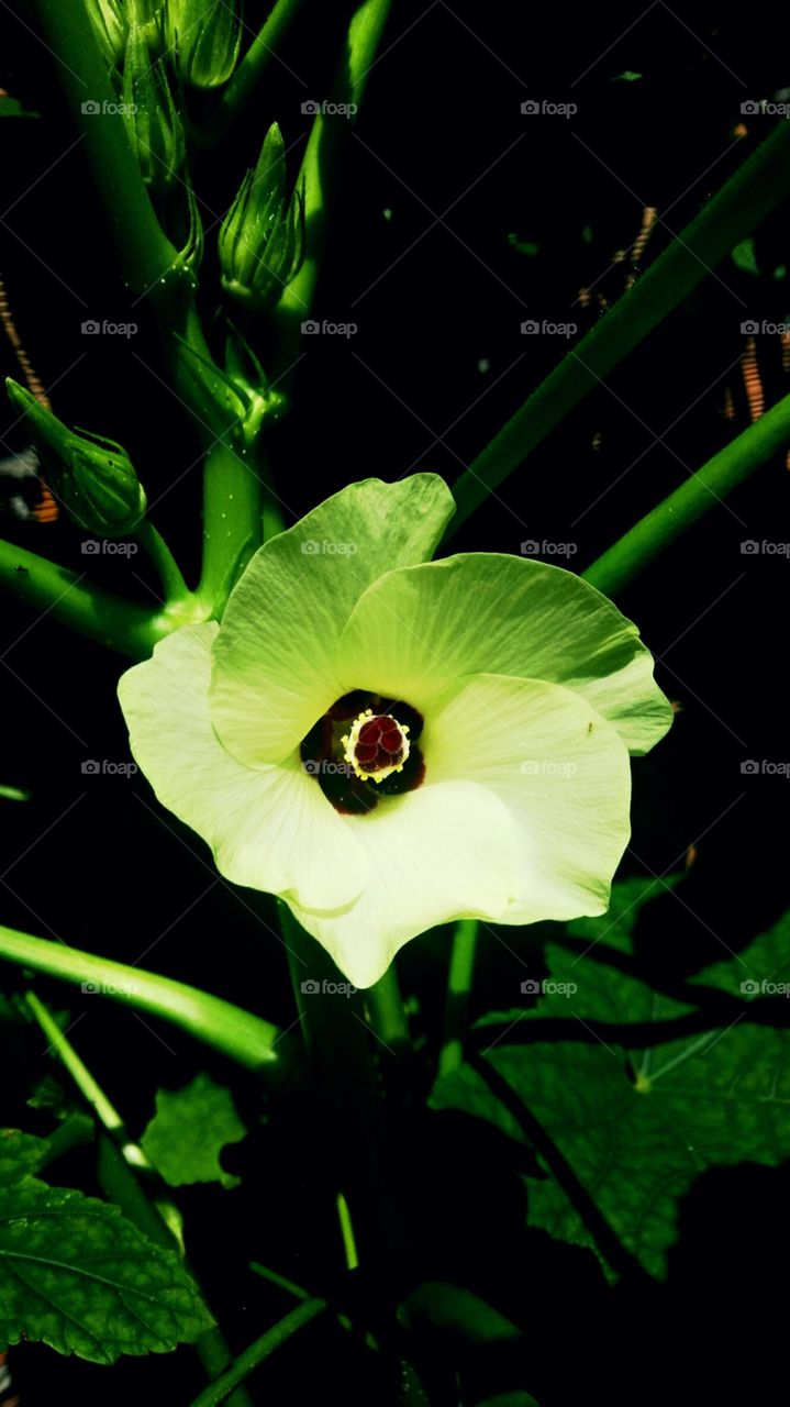 essa é a foto de uma flor de kiabo.