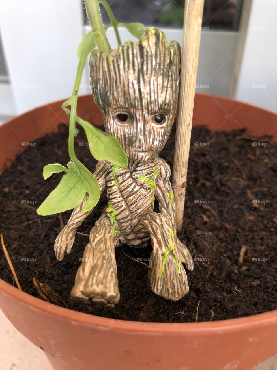 Groot