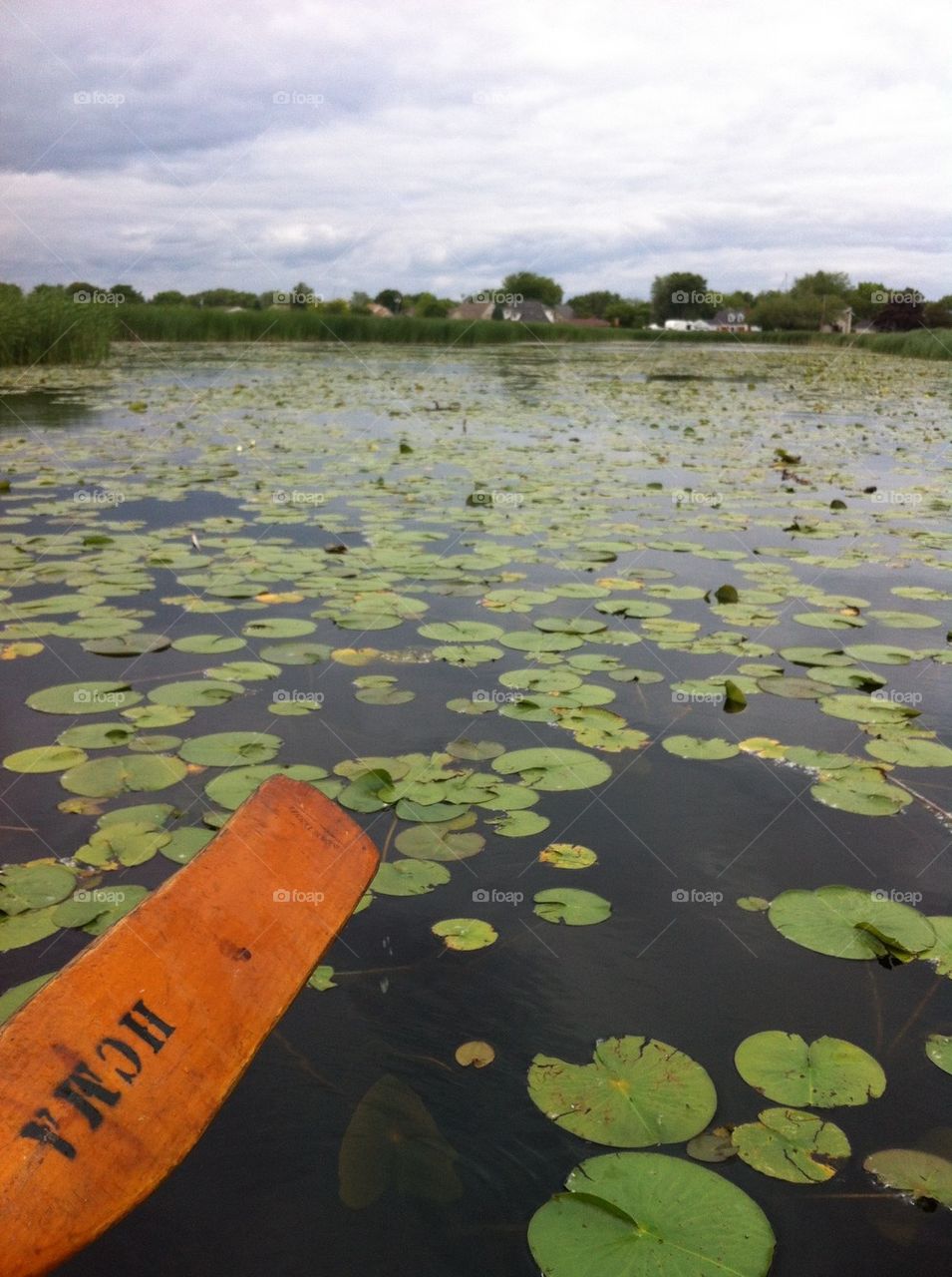 Lilly pads