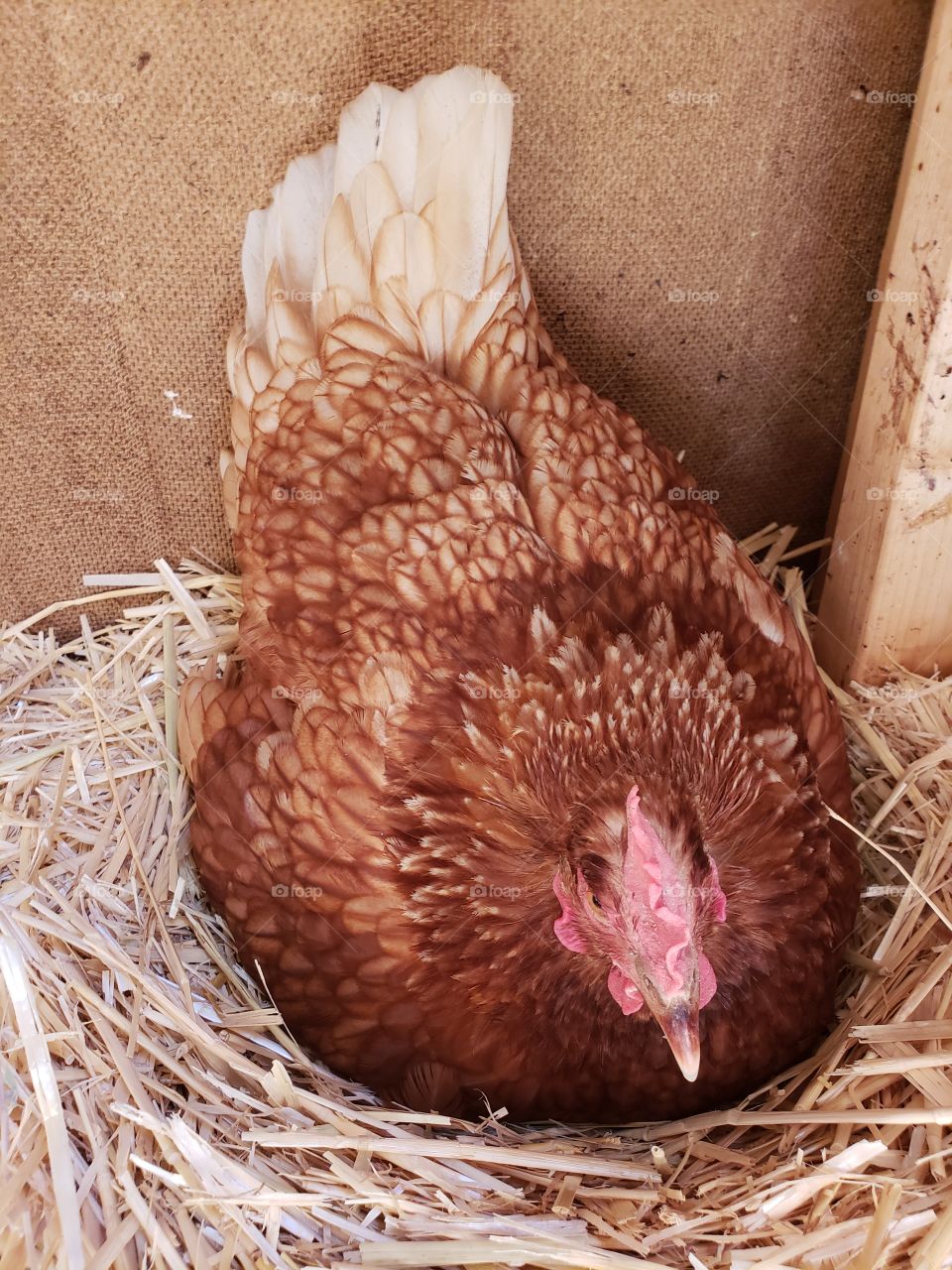 Broody Chicken but no fertilized eggs