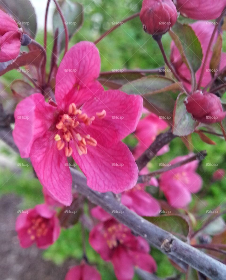 Spring in bloom
