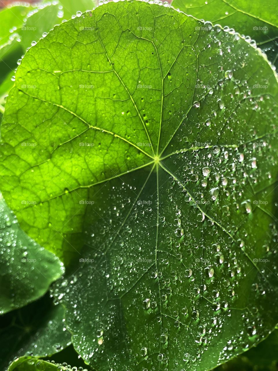 Water droplets bubbles splashes raindrops waterdrops plant green leaves leafs greenery botany phone photography rain shower rainy dew dewdrops wet outdoors nature storm 