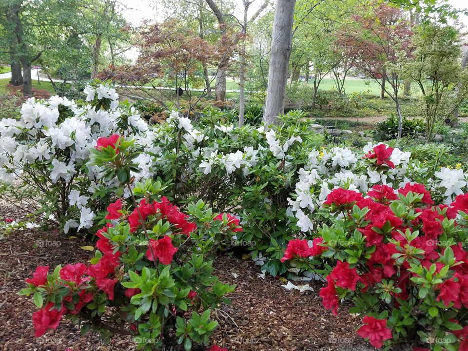 Azelas Dallas Blooms